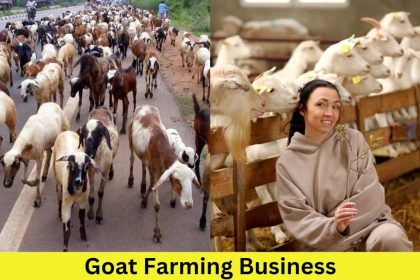 Goat Farming Business