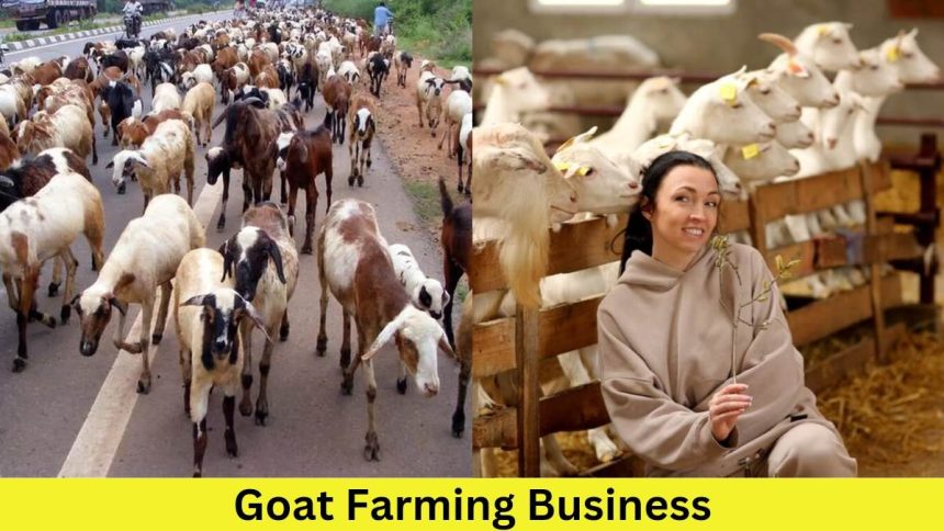 Goat Farming Business